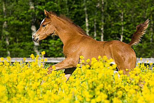 纯种动物,阿拉伯,小马,驰骋,花,草地,北方,提洛尔,奥地利,欧洲