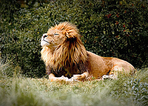 狮子,成年,雄性,全身,坐,下巴,傲慢,看,嗅,空气,围绕,树,灌木