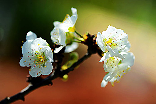 李子花