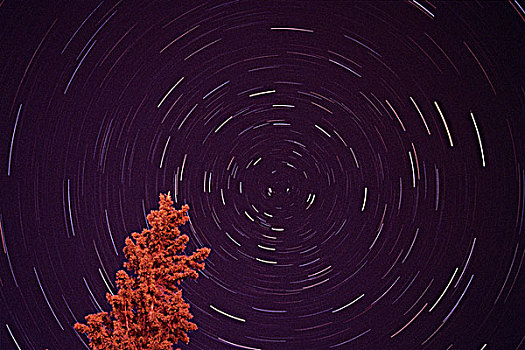 星迹,云杉,赖丁山国家公园,曼尼托巴,加拿大