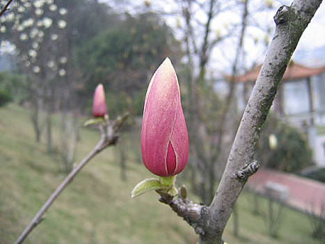 三明市桃花