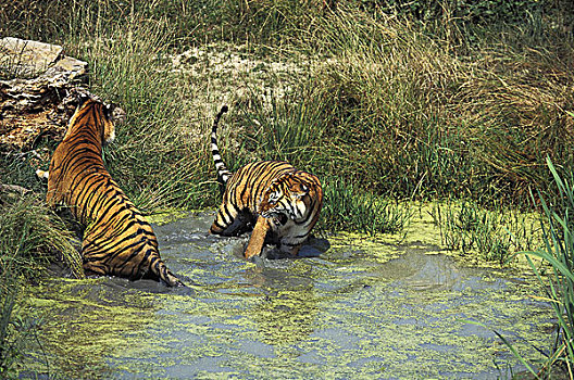 孟加拉虎,虎,站在水中