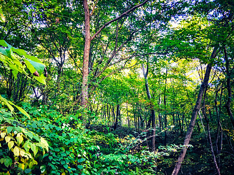 辽宁本溪绿石谷森林公园天然树林黄昏时分秋季景观