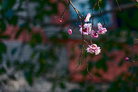 春天的红色梅花－单枝