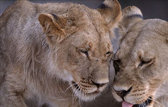 雌狮,乔贝国家公园,博茨瓦纳,狮子