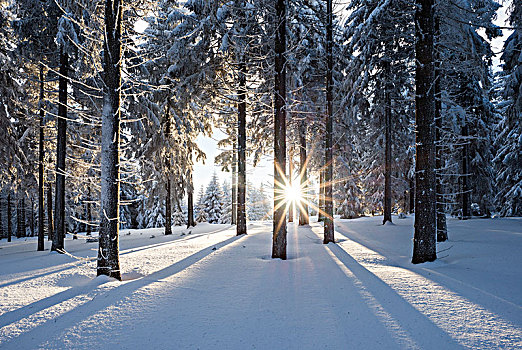 雪,挪威针杉,欧洲云杉,树林,日落,图林根,图林根州,德国,欧洲