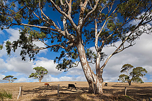 澳大利亚,半岛,风景,树,地点,母牛