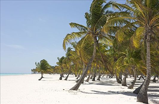 椰树,椰,海滩,靠近,蓬塔卡纳,多米尼加共和国,加勒比海