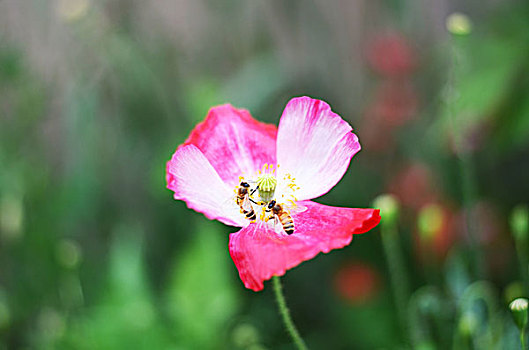 花格桑花蝴蝶