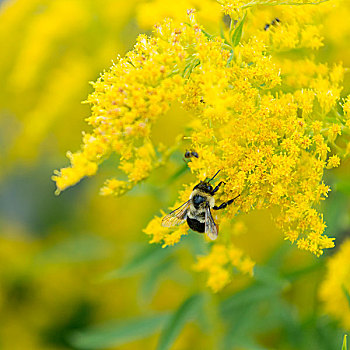 蜜蜂,黄花,北方,爱德华王子岛,加拿大