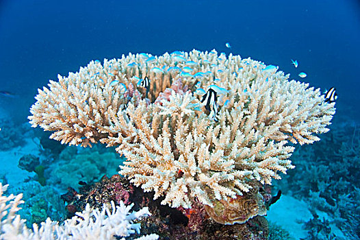 珊瑚礁,岛屿,密克罗尼西亚,太平洋