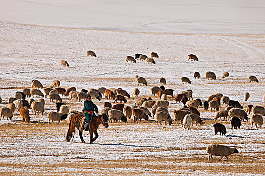 家羊,绵羊,山羊,牧羊人,室外,向上,新生,温暖,蒙古包,北方,蒙古