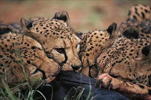 印度豹,猎豹,进食,纳米比亚