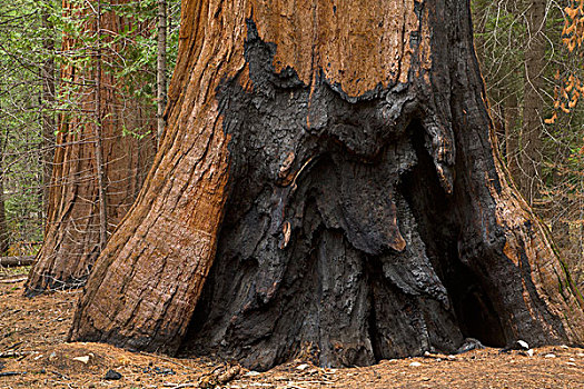巨杉,展示,损坏,小树林,优胜美地国家公园,加利福尼亚