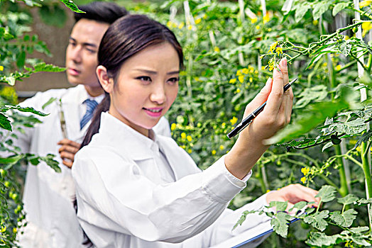 正在大棚里进行科学研究的青年男女