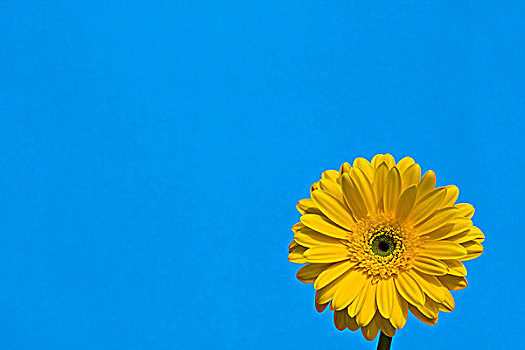 特写,黄色,雏菊,蓝天,背景