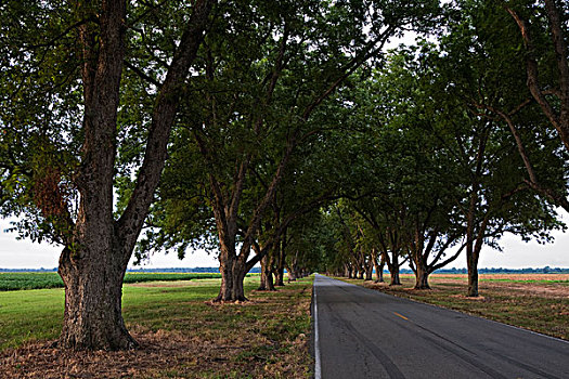 山核桃,树,道路,阿肯色州,美国