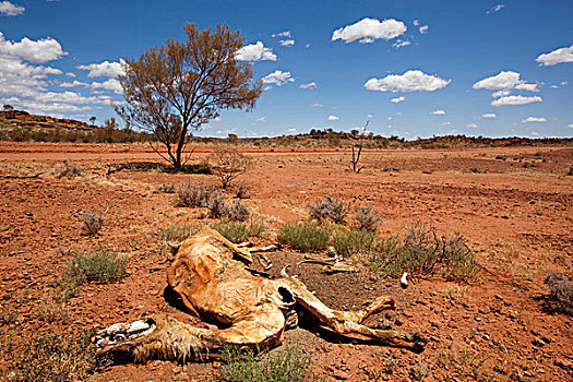 澳大利亚,北领地州,骨骼,残留,死,骆驼,内陆地区,沙漠,夏天,太阳