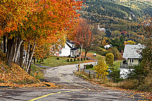 乡间小路,下降,乡村,鲜明,色彩,枫树,魁北克,加拿大