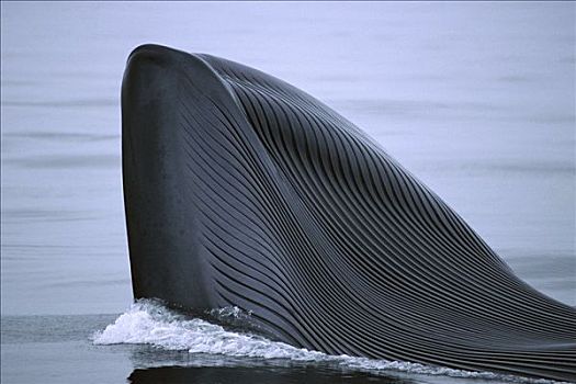 蓝鲸,平面,展示,下面,褶皱,喉咙,峡岛,加利福尼亚