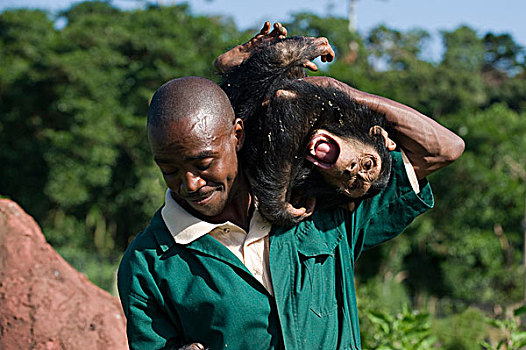 黑猩猩,类人猿,救助,婴儿,玩,兽医,乌干达