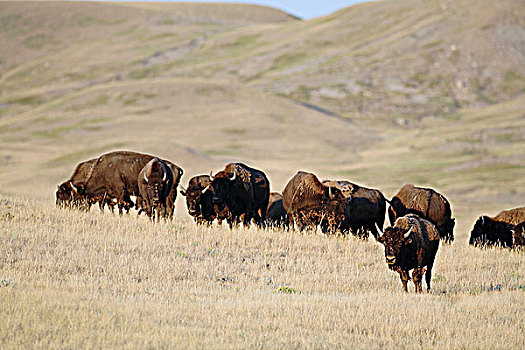 野生,野牛,牧群,放牧,加拿大,草原,几个,位置,一个,草原国家公园,萨斯喀彻温