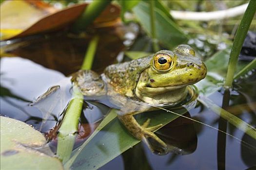 青铜,青蛙,水塘,新斯科舍省,加拿大