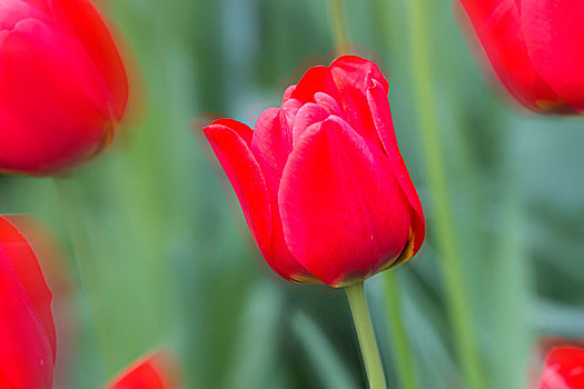 特写,红色,郁金香,开花,库肯霍夫花园,展示,荷兰南部,荷兰,欧洲