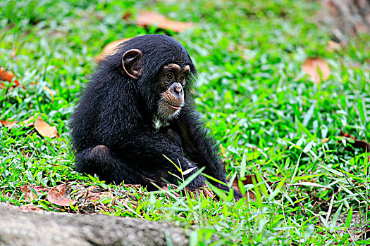 黑猩猩,幼兽,非洲,新加坡,亚洲