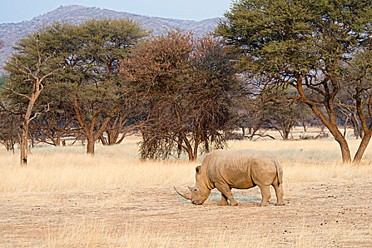 白犀牛,牧场,地区,温得和克,纳米比亚,非洲