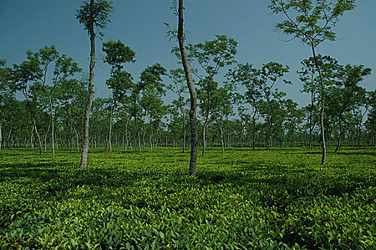 茶,花园,孟加拉,五月,2008年