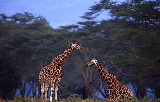 照片,两个,长颈鹿,非洲