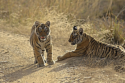 幼兽,国家公园,印度
