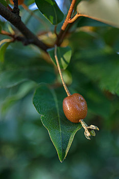 胡颓子莓