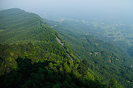 清晨,全景鸟瞰全是竹子的青山