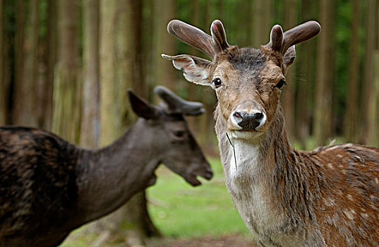 扁角鹿,黇鹿,树林,野生动植物园,黑森州,德国,欧洲
