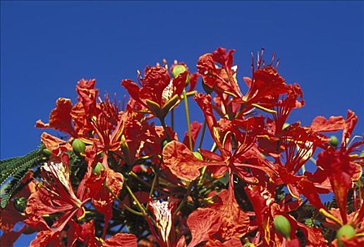 皇家,花,特写,蓝天背景