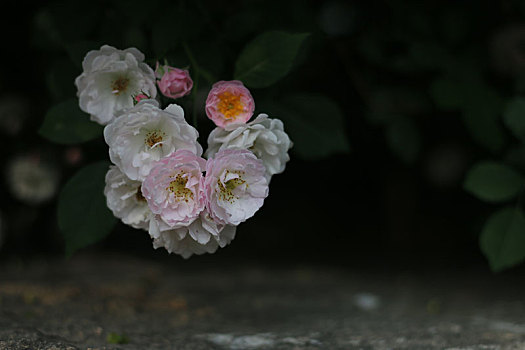 浪漫蔷薇花