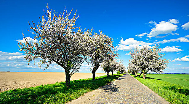 德国,萨克森安哈尔特,靠近,花,樱桃树,乡间小路