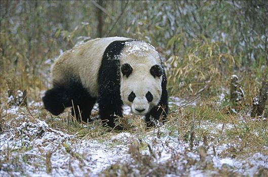 大熊猫,卧龙,喜马拉雅山,中国