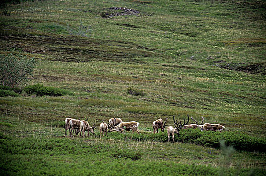 美国,阿拉斯加,德纳里峰国家公园,靠近,中心,放牧