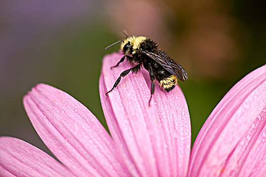 俄勒冈,美国,蜜蜂,坐,花,花瓣