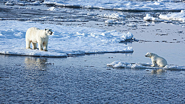 斯瓦尔巴特群岛,北极熊,海冰