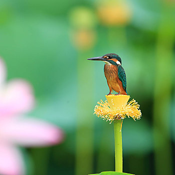 荷塘,翠鸟