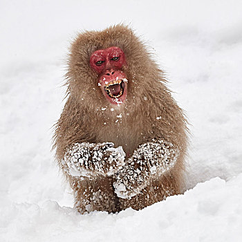 日本猕猴,雪猴,冬天,雪