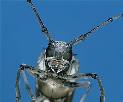 甲虫种上位素材图片