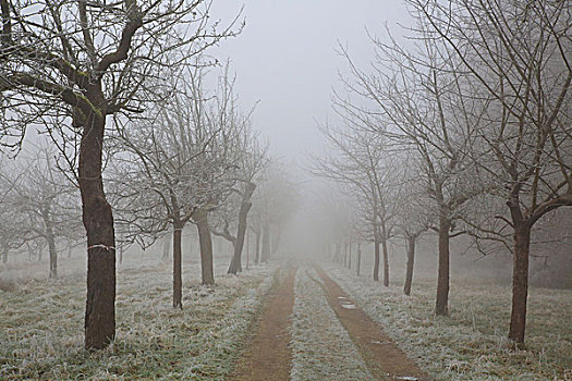 苹果,树林,道路,白霜,雾,冬天