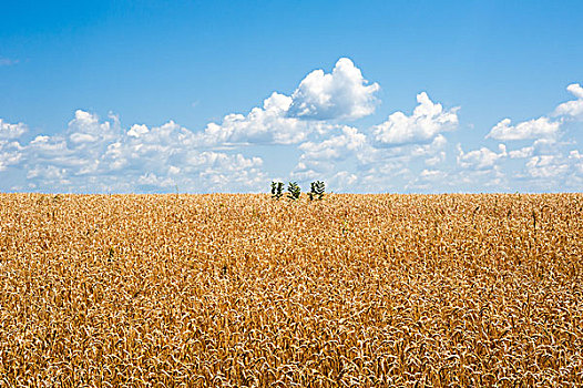 黄色,麦田,地平线,云,隔绝,农作物