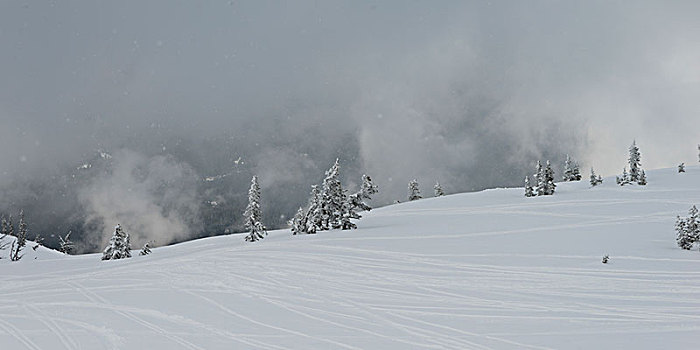 积雪,树,山,雾状,天气,惠斯勒,不列颠哥伦比亚省,加拿大