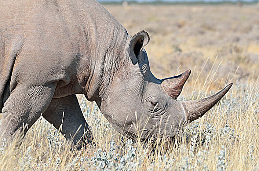 黑犀牛,雄性,放牧,埃托沙国家公园,纳米比亚,非洲